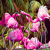 Tropical flamingos slide puzzle