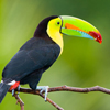 Tucan Slider Puzzle