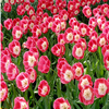 Tulip 3 Jigsaw Puzzle