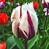 Tulip flower jigsaw puzzle