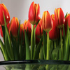 Tulips Jigsaw