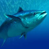 Tuna tower defense