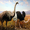 Two big ostrich slide puzzle