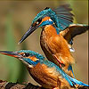 Two lovely couple slide puzzle