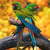 Two parrots slide puzzle