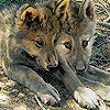 Two tired foxes slide puzzle