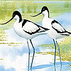 Two tiro bird slide puzzle