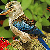 Ugly alone bird puzzle