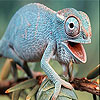Ugly iguana slide puzzle
