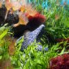Underwater Hidden Images