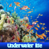 Underwater life