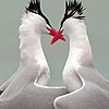 Water birds in love puzzle