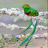 Weak green bird slide puzzle