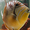 Weird Aquarium fish slide puzzle