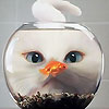 Weird cat and fish puzzle