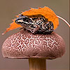 Wet frog and mushroom slide puzzle