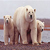 White bears family slide puzzle