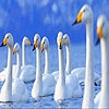 White ducks in the lake slide puzzle