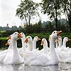 White ducks slide puzzle