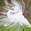White fancy bird slide puzzle