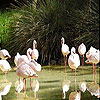 White flamingos slide puzzle