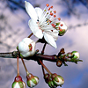 White Flower Jigsaw