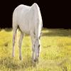 White Horse