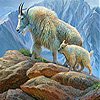 White old mountain goat slide puzzle