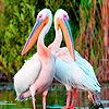 White pelicans in river puzzle