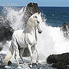 White wild horse slide puzzle