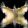 White wing slide puzzle