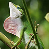 Wild big chameleon puzzle
