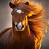 Wild  big horse slide puzzle
