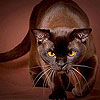 Wild brown cat slide puzzle