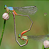 Wild flies puzzle