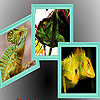 Wild green lizard puzzle