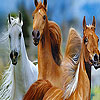 Wild horses slide puzzle