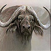 Wild old bison slide puzzle