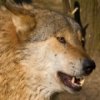 Wolf Slider