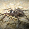 Wolf Spider Jigsaw 2