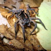 Wolf Spider Jigsaw