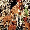 Wolves in the woods slide puzzle