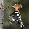Woodpecker family slide puzzle