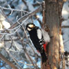 Woodpecker