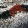 Woolly Bear Jigsaw