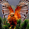 Wrathy forest hawk puzzle