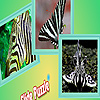 Zebra animals puzzle
