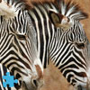 Zebra Jigsaw