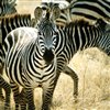 Zebra Jigsaw