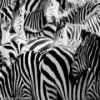 Zebra Slider